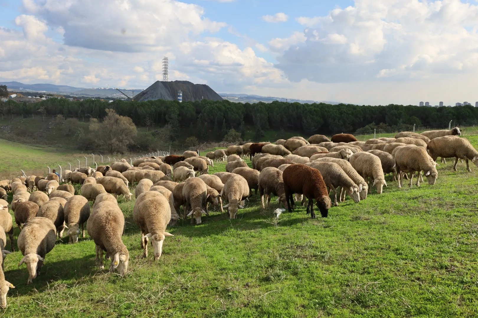 Kocaeli'de damızlık koç desteğiyle kuzulama oranları artıyor... Sürüler güçlendi, verim arttı
