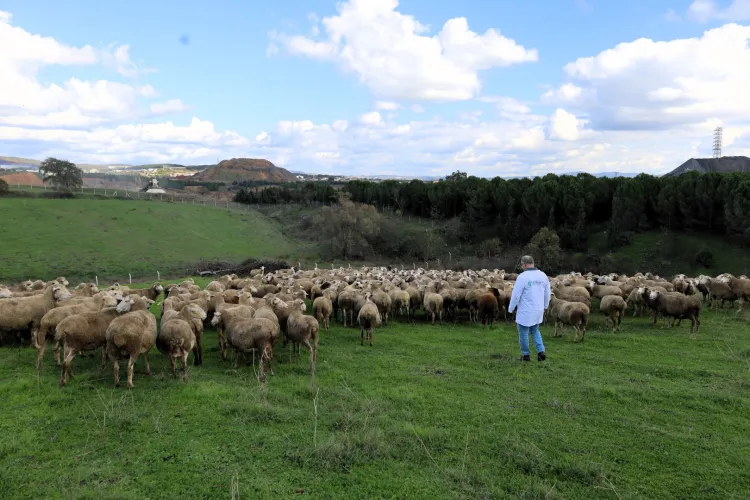 Kocaeli'de damızlık koç desteğiyle kuzulama oranları artıyor... Sürüler güçlendi, verim arttı