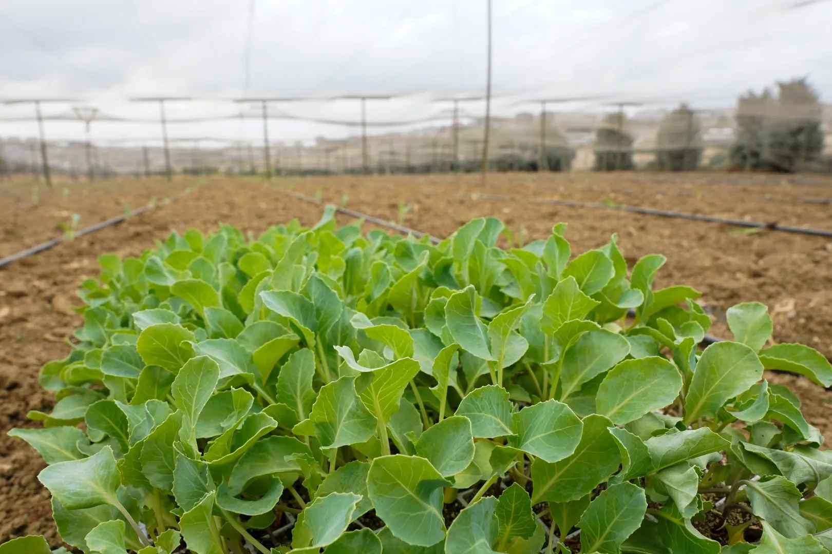 İstanbul Beylikdüzü'nde kışlık fideler toprakla buluştu