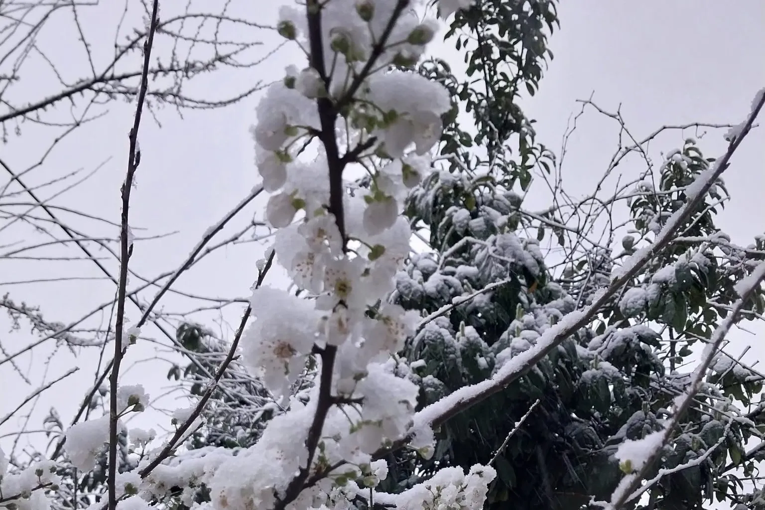 Düzce Kaynaşlı’da erken çiçek açan erik ağacına beyaz örtü!