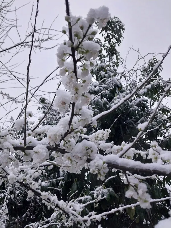 Düzce Kaynaşlı’da erken çiçek açan erik ağacına beyaz örtü!