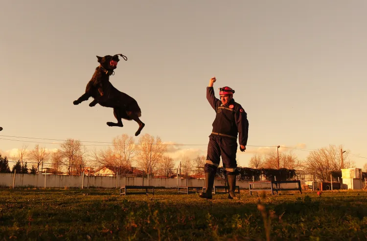 Sakarya'da Reina, Ateş, Google ve Labrador en zor anda ‘umut’ olmaya hazır kıta