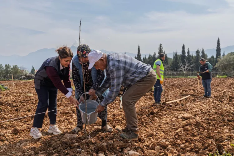 İzmir'de kesilen cevizlerin yerine umut filizlendi