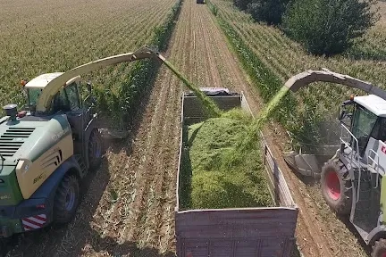 TİGEM’den bin 500 tonluk mısır silaj hizmeti ihalesi