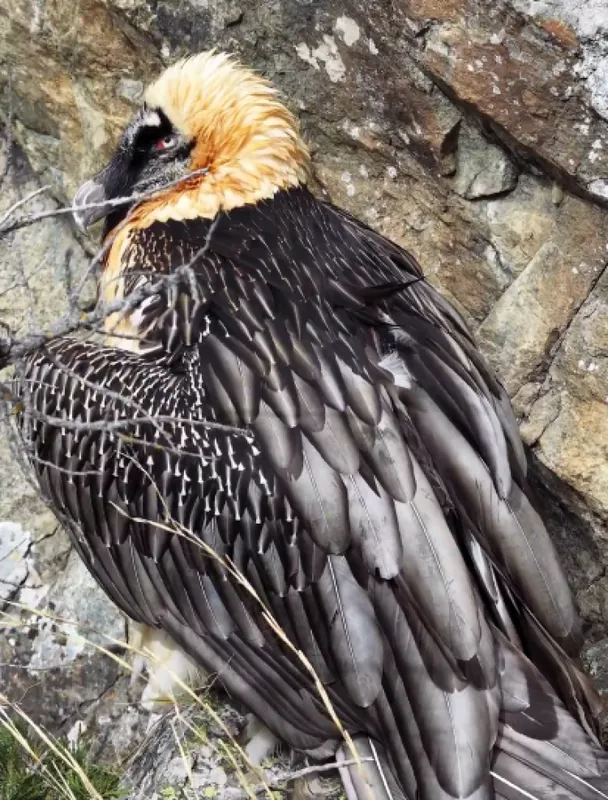 Artvin'de yaralı sakallı akbaba yeniden doğaya döndü