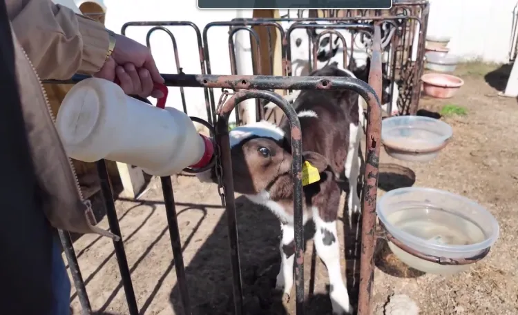 Uşak’ta Türkiye’nin ilk dondurarak kurutma kolostrom tesisi kuruldu... Hayvancılıkta yenilikçi adım hayata geçti